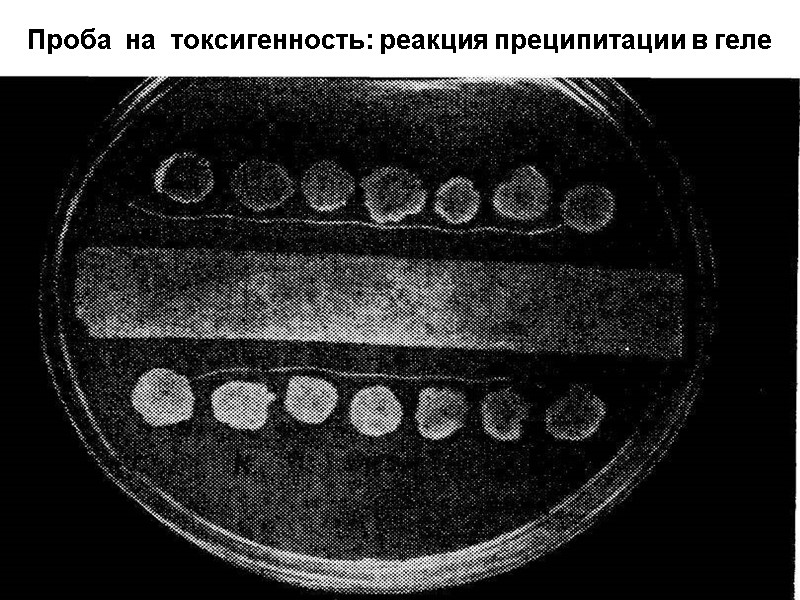 Проба  на  токсигенность: реакция преципитации в геле